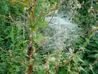 2010 09 03 027.webp