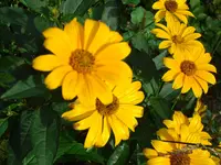 2010 09 03 041.webp