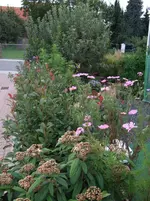 Hecke Terrasse.webp