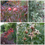 herbstliches.webp