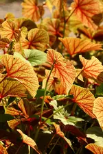 IMG_6590.webp