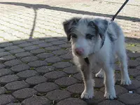 Layla3.webp