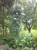 Garten Sept. 2010 001.webp