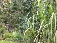 Garten Sept. 2010 003.webp