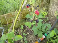 Brombeeren1.webp