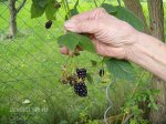 Brombeeren2.jpg