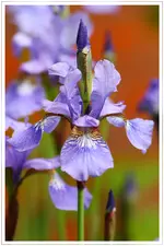 HG_Iris_2009-05-16_002.webp