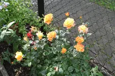 Garten 008.webp
