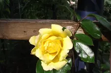 Garten 010.webp