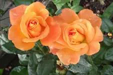 Garten 013.webp