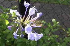 Garten 014.webp