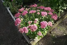 Garten 016.webp