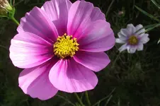 Garten 017.webp