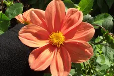 Garten 020.webp