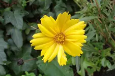 Garten 021.webp