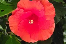 Garten 028.webp