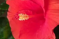 Garten 031.webp