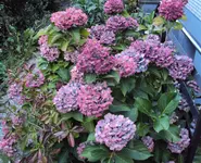 DSC00355 - 2010-09-03 - hortensie 2.webp