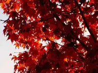 Herbst 301 v.webp
