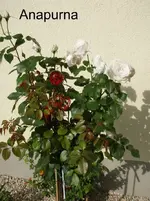 P9033448.webp