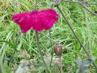 SDC13528.webp