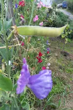 SDC13541.webp