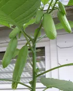 ET, Blüte.webp