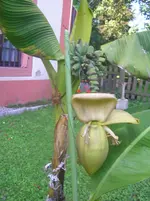 Bananenblüte (1).webp