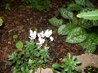 Alpenveilchen.webp