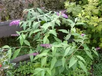 Sommerflieder.webp
