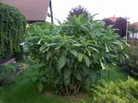 Trompetehinten.webp