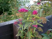 Hecke1.webp