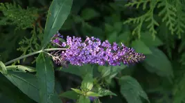 DSC04057.webp