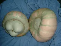 Kürbis 2010 (4).webp