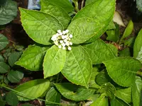 hortensie05092010a.webp