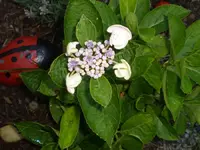 hortensie05092010b.webp