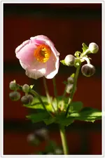 HG_Anemone_2009-07-07_006.webp