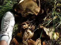 P1030250.webp
