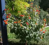 Wandelröschen.webp