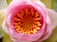 Garten 072.webp
