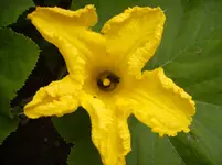 Garten 059.webp