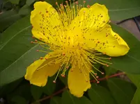 Wald 001.webp