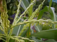 Früchte 010.webp