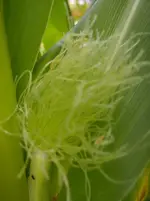 Früchte 012.webp