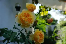 DSC_6948.webp