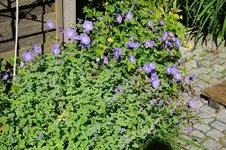DSC_6950.webp