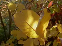 April 2010 926 v.webp