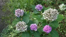 DSC04061.webp