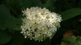 DSC04062.webp
