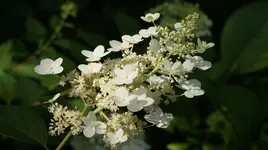 DSC04063.webp